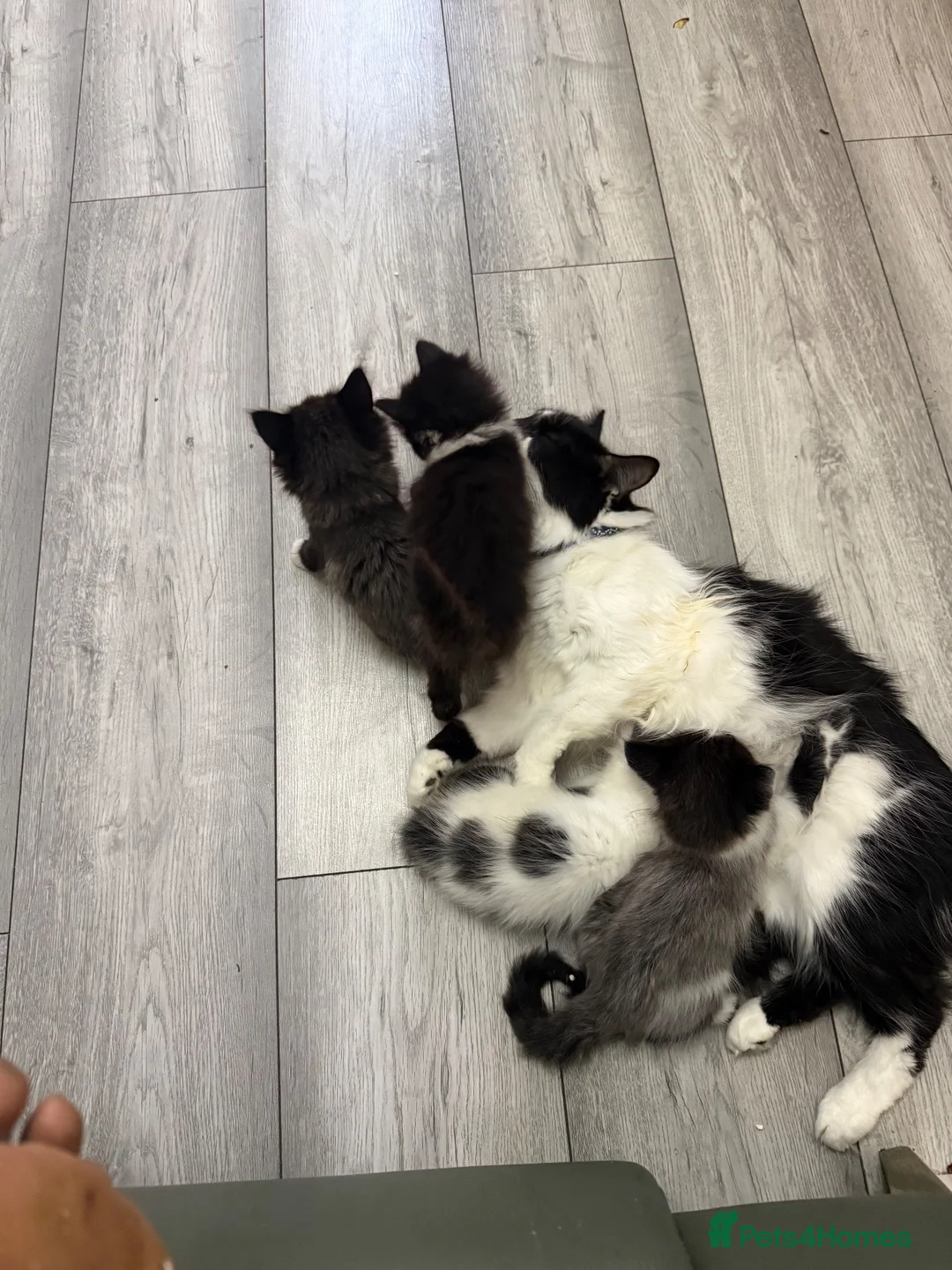 Mixed Breed cats for sale: Three kittens For Sale  in Dagenham - Advert 1