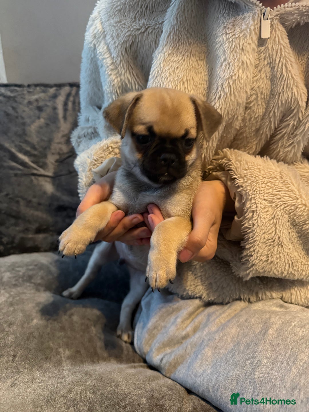 Chug dogs for sale: 2 puppy chugs for sale  - Image 1