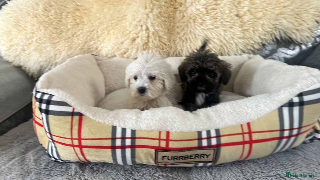 Mixed Breed dogs for sale: Schnoodle puppies for sale  - Image 16