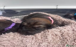 Mixed Breed dogs for sale: Saluki Bull Grey Puppies  - Image 30