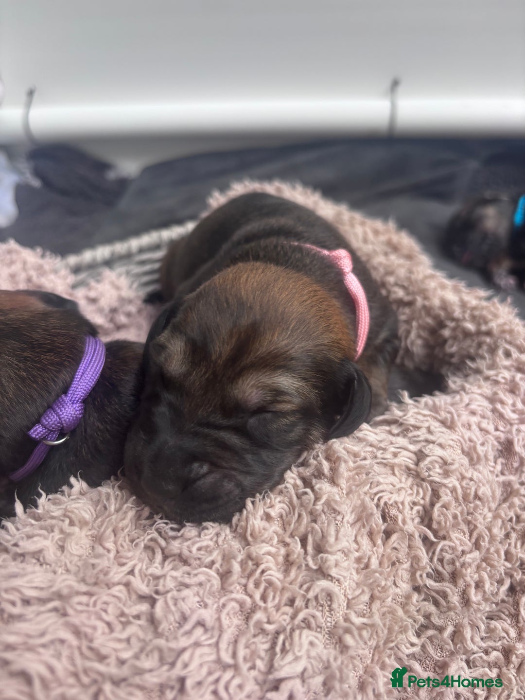 Mixed Breed dogs for sale: Saluki Bull Grey Puppies  - Image 30