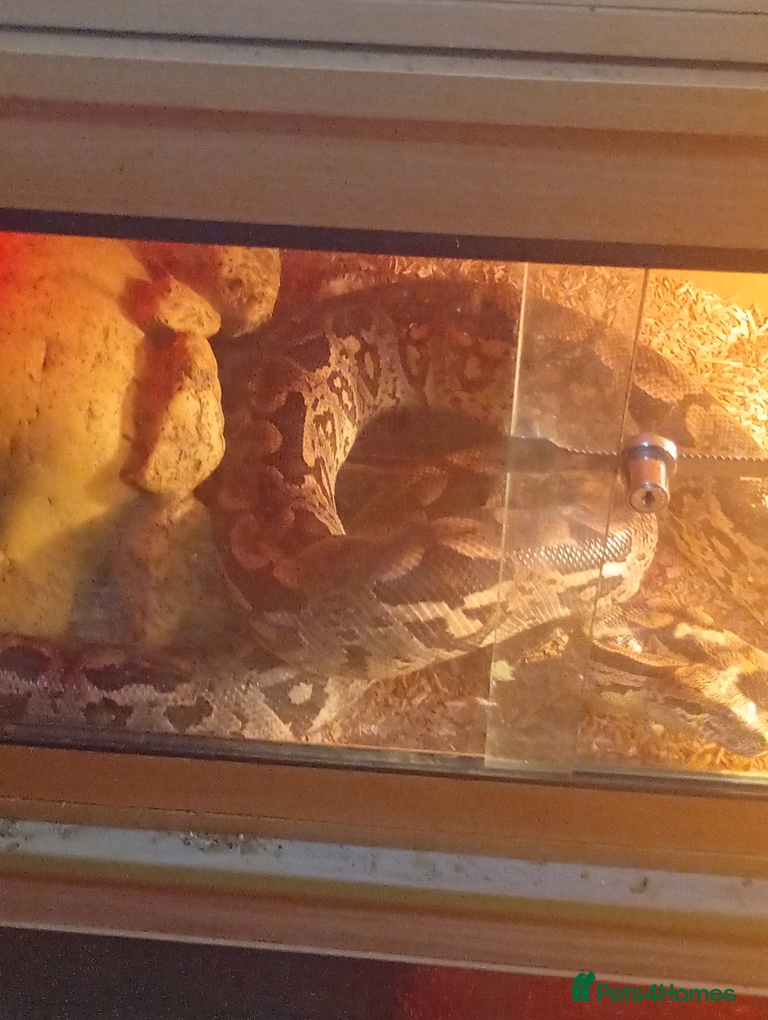 Boa Snake reptiles for sale: Snake  - Advert 2