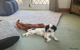 Cocker Spaniel dogs for sale: KC working Cocker Spaniels - Image 7