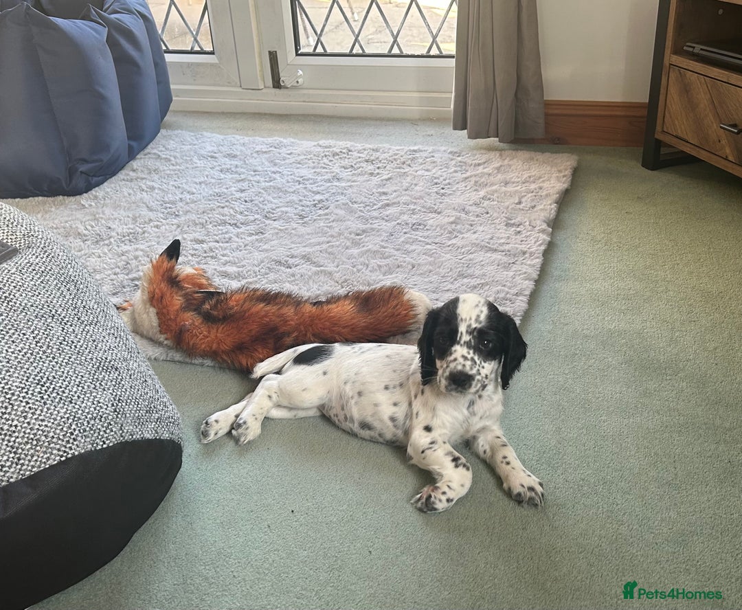 Cocker Spaniel dogs for sale: KC working Cocker Spaniels - Image 7