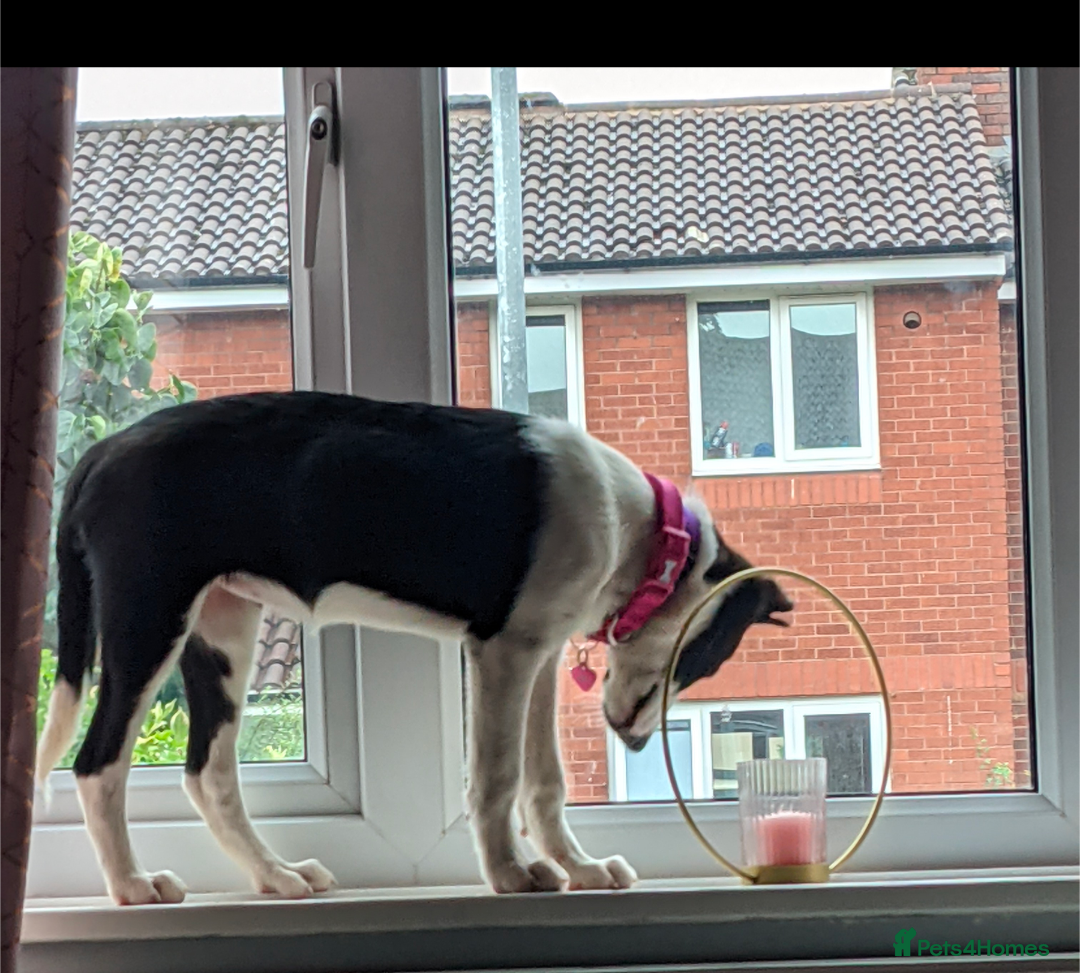 Border Collie dogs for sale: Daisi dog - Advert 2