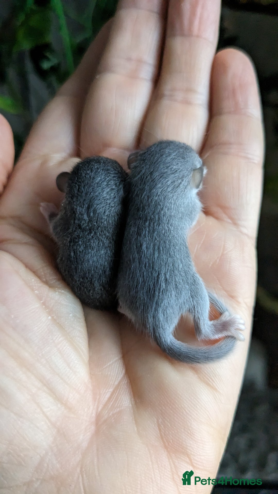 Mouse rodents for sale: African Pygmy Dormice  - Advert 7