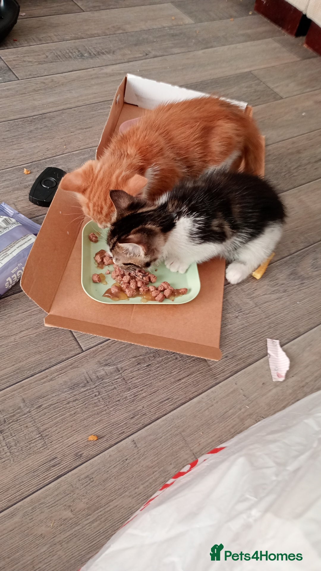 Mixed Breed cats for sale: Kittens  - Advert 5
