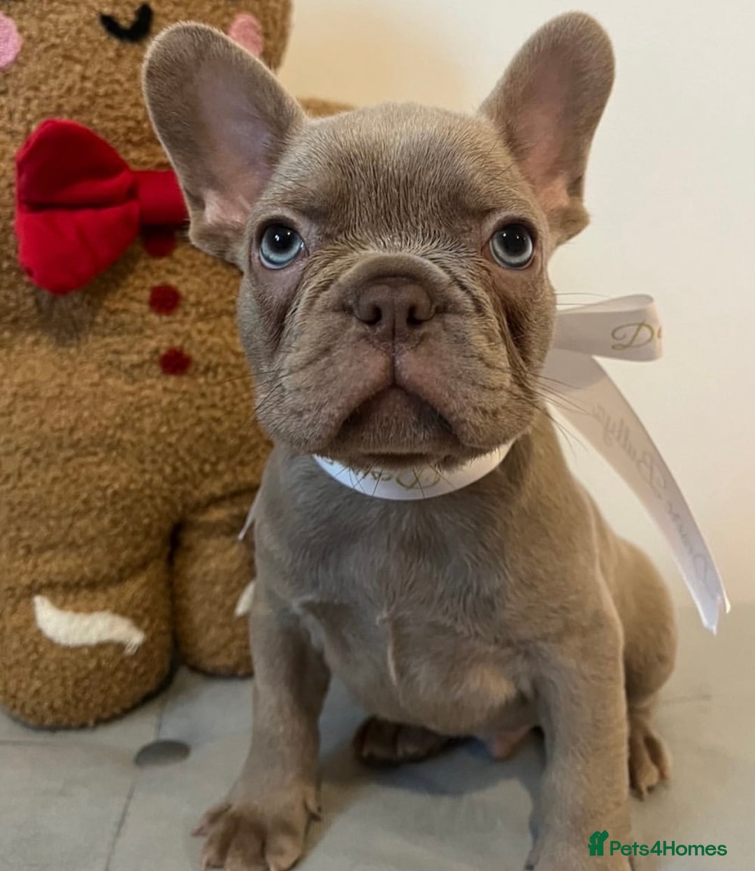 French Bulldog dogs for sale: Last frenchie left out of 6!!! - Advert 4
