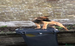 Belgian Shepherd Dog dogs for sale: Belgian mai girl - Image 3