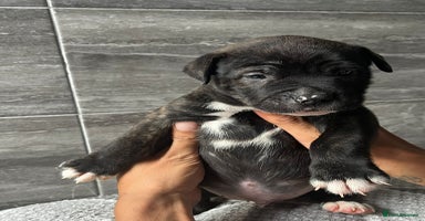 Mixed Breed dogs - Advert 2