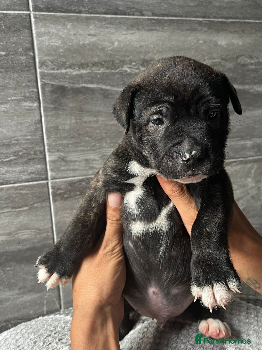 Mixed Breed dogs for sale: American bulldog X staffy 🏡 - Image 5