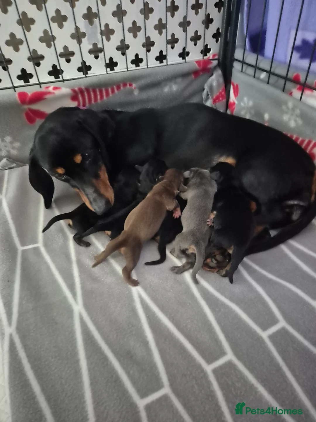 Miniature Dachshund dogs for sale: Miniature dachshund puppies(6 available) - Advert 10