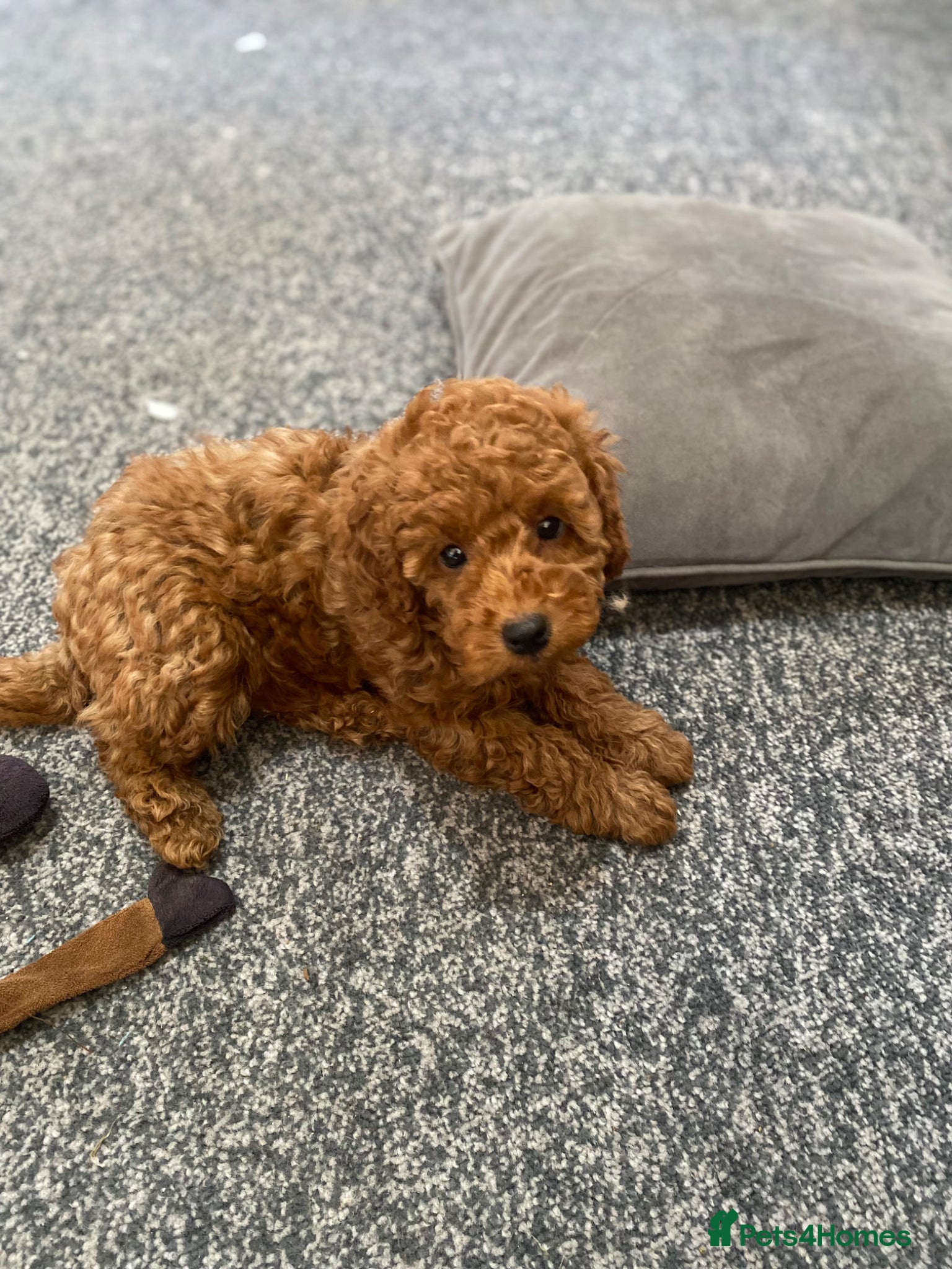 Toy Poodle dogs KC Toy Poodles last Boy - Advert 2