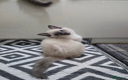 Ragdoll cats for sale: 2😻Ragdoll kittens 💕 - Image 3