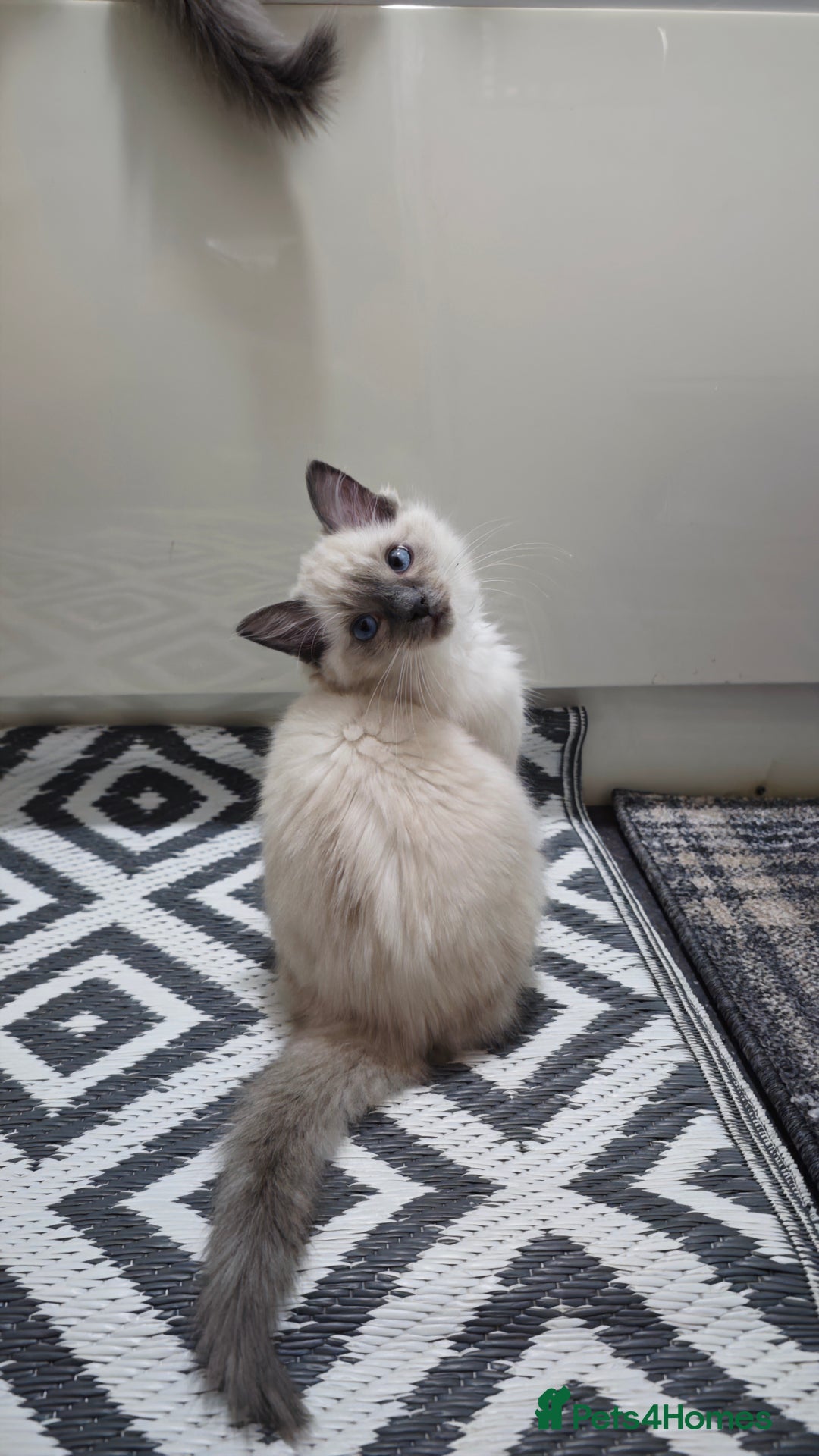 Ragdoll cats for sale: 2😻Ragdoll kittens 💕 - Image 3
