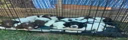 English Springer Spaniel dogs for sale: 1 Gorgeous Springer Boy Left - Advert 3