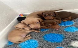 Miniature Dachshund dogs for sale: Gorgeous KC Registered Miniature Dachshund Puppies - Image 12
