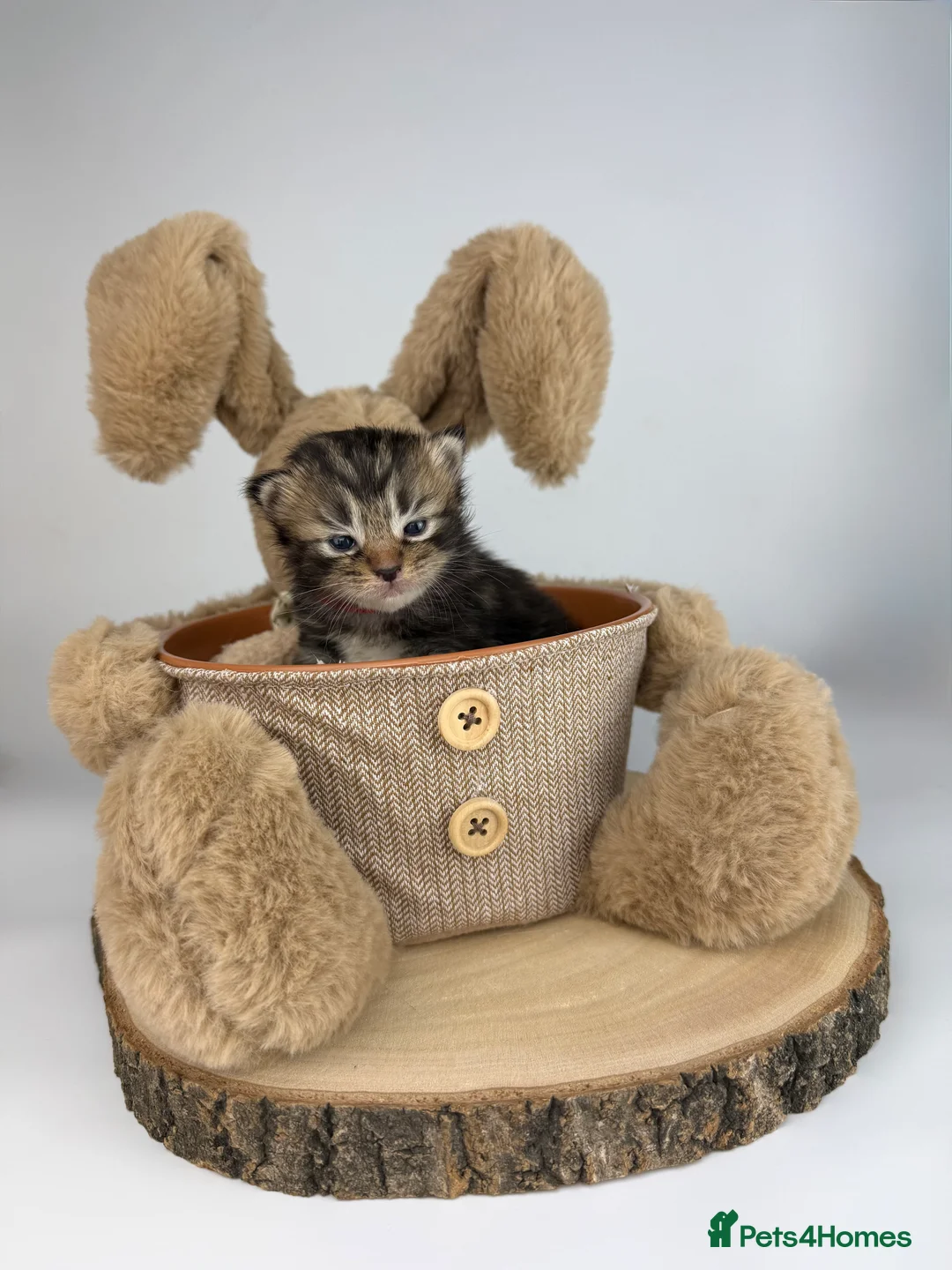 Ragcoon cats for sale: 🤍 RAGDOLL X MC KITTENS | HEALTH-TESTED PARENTS - Advert 5