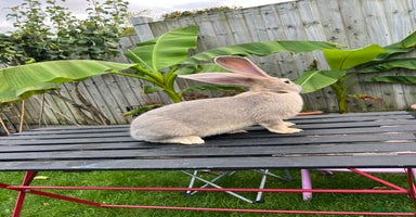Continental Giant rabbits - Advert 2