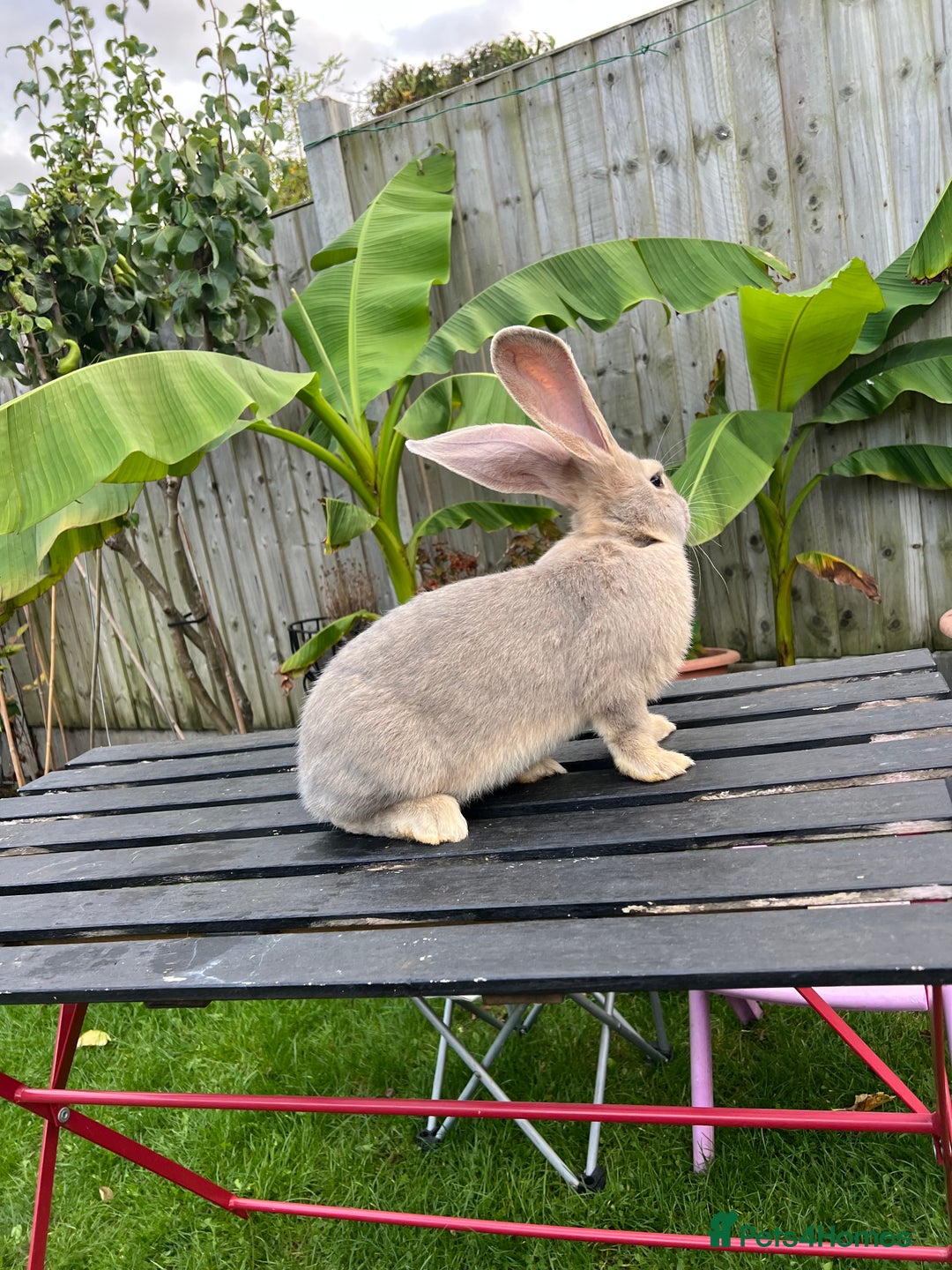 Continental Giant rabbits for sale: Continental Giants - Image 12