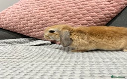 Mini Lop rabbits for sale: Beautiful mini lop rabbits for sale - Image 9
