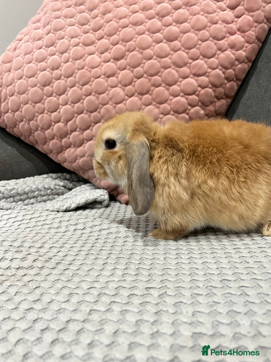 Mini Lop rabbits for sale: Beautiful mini lop rabbits for sale - Image 9