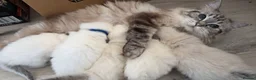 Ragdoll cats for sale: Stunning pure breed Ragdoll kittens  - Advert 16