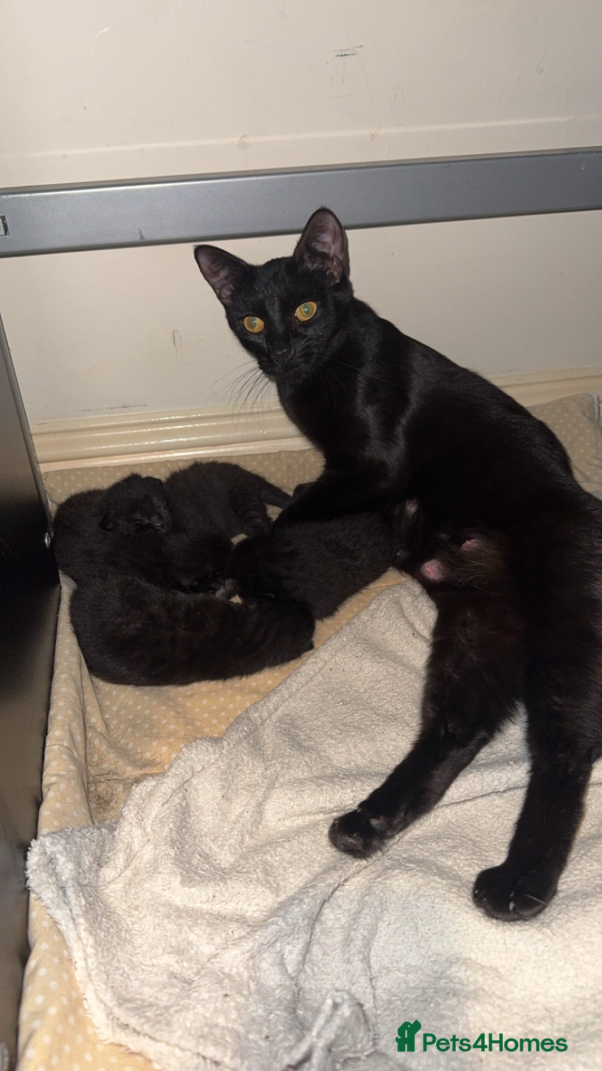 Siamese cats Fluffy Siamese cross  - Advert 8