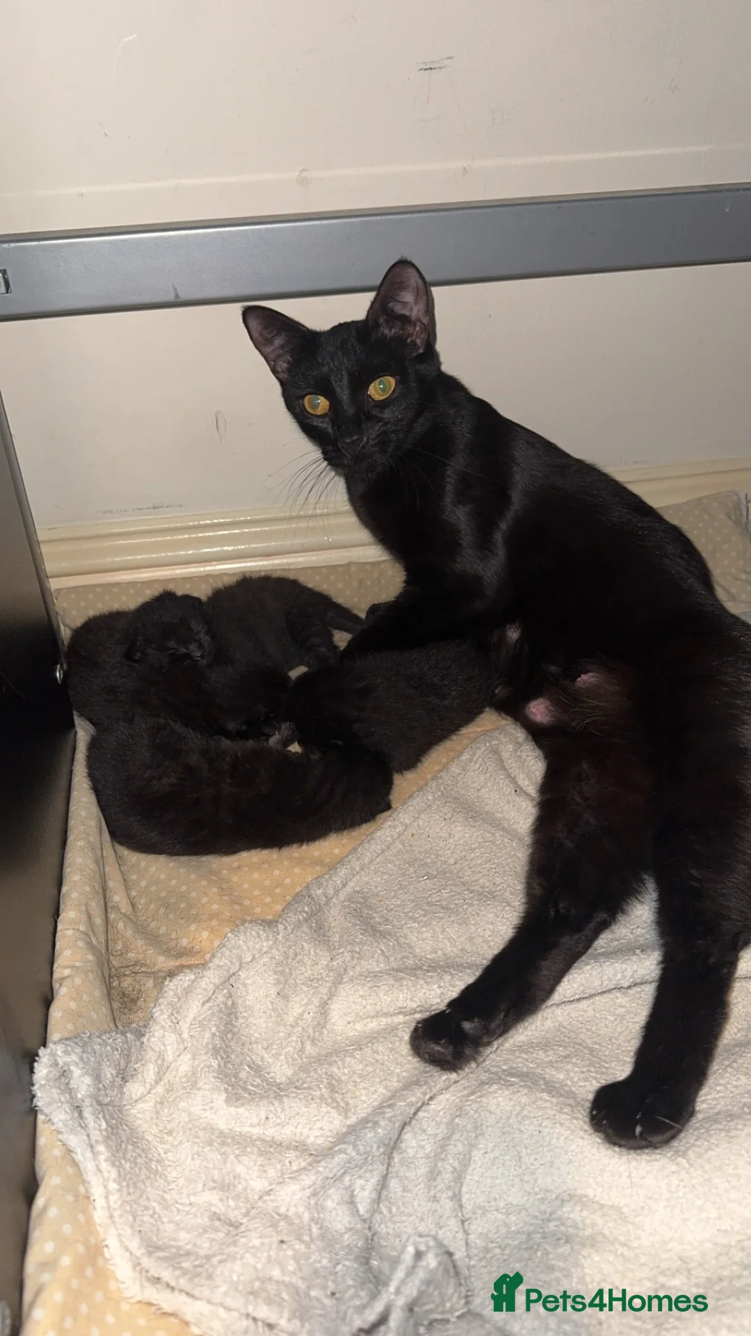 Siamese cats for sale: Fluffy Siamese cross  - Advert 1