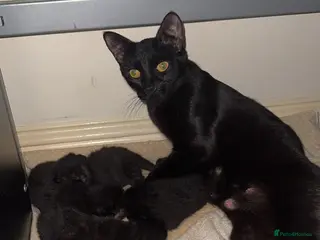 Siamese cats Fluffy Siamese cross - Advert 8