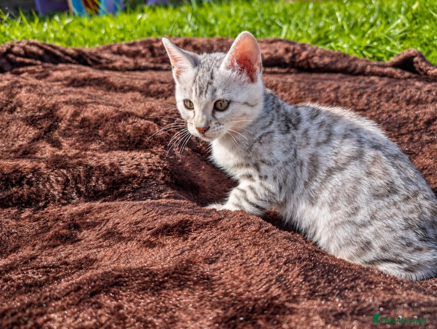 Bengal cats TICA Silver Rosetted Bengal Kittens, Health Tested - Advert 1
