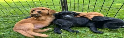 Cocker Spaniel dogs for sale: Litter of 6 Gorgeous Shwocker Pups - Advert 5