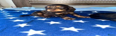 Cocker Spaniel Puppy 3