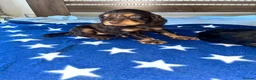 Cocker Spaniel dogs for sale: ** Show Cocker Spaniel Pups ** - Advert 22