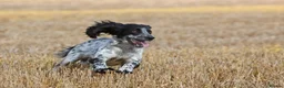 Cocker Spaniel dogs for stud: Fully DNA Health tested, Hip scored Cocker stud in Alton - Advert 3