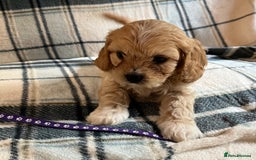 Cavachon dogs for sale: 1 Boy Puppy available - Image 3