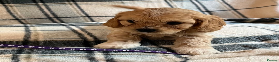 Cavachon Puppy 1