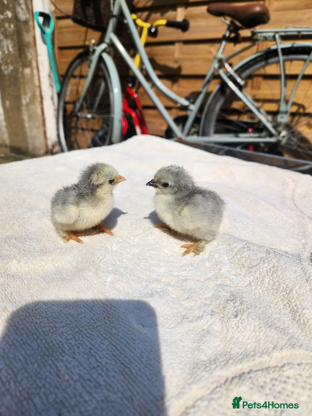 Chickens poultry for sale: Lavender Pekin chicks for sale in Whitstable - Advert 2