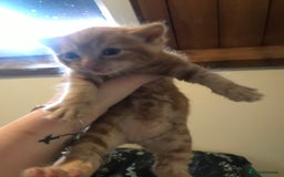 British Shorthair cats for sale: Looking for there forever homes  - Image 8