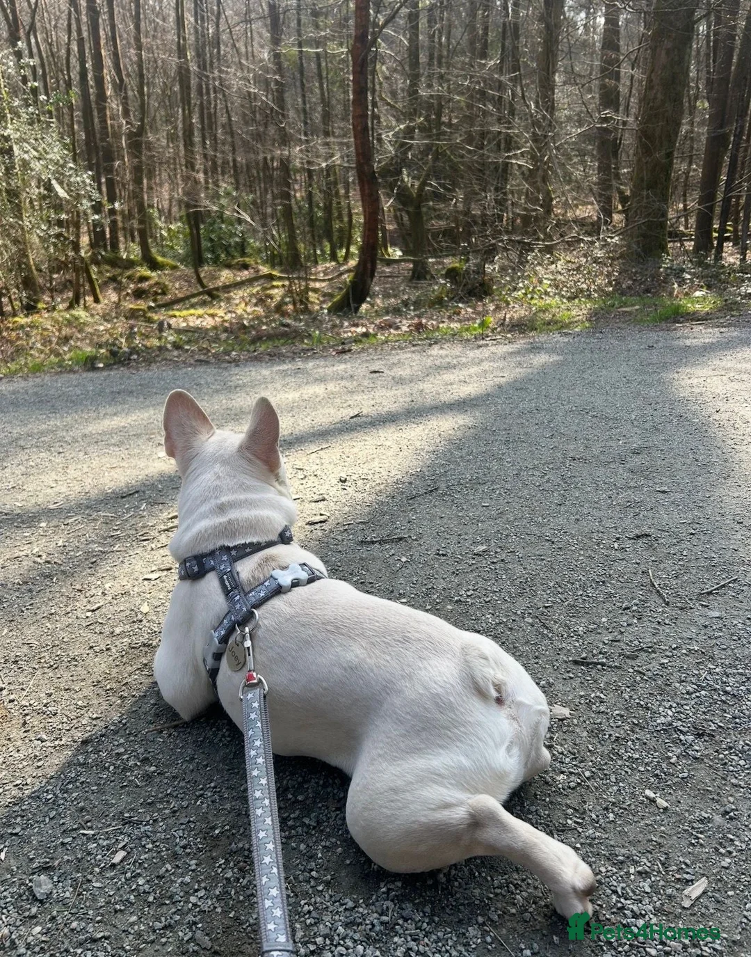 French Bulldog dogs for sale: 2 Year Old Platinum French Bulldog - Advert 2