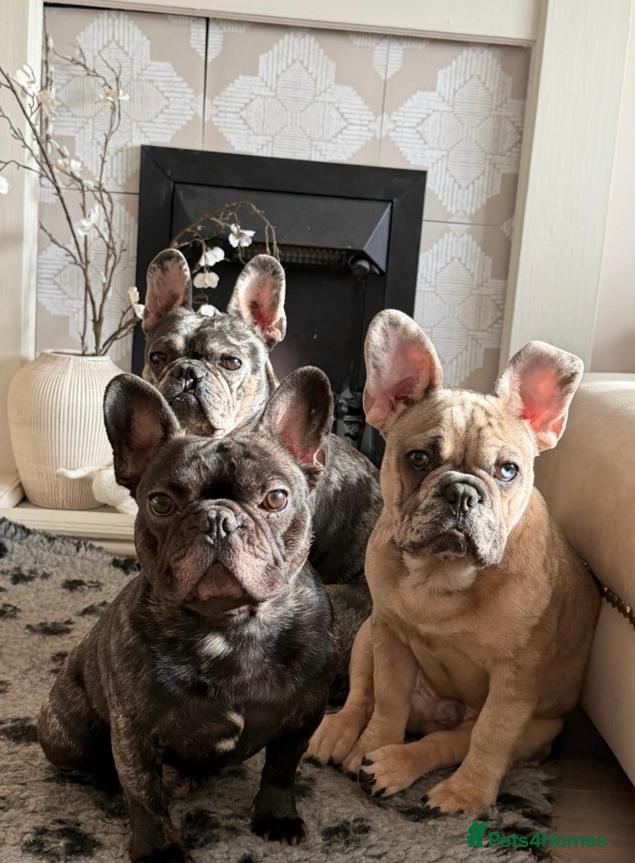 French Bulldog dogs for sale: KC registered male French bulldog, Vinnie in Wrexham - Advert 2