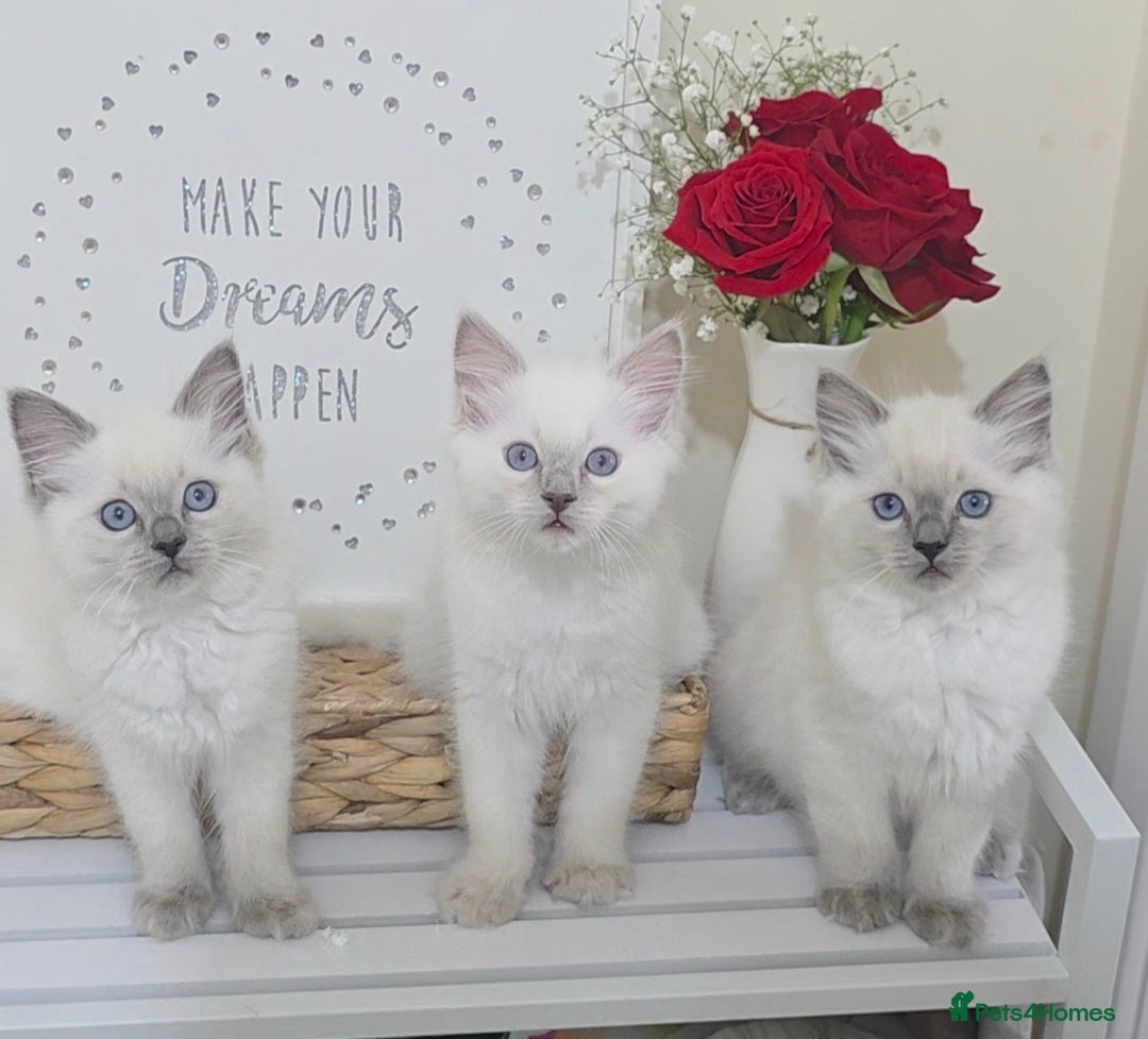 Ragdoll cats Blue point Ragdoll kittens for sale  - Advert 3
