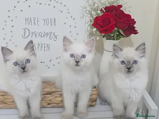 Ragdoll cats Blue point Ragdoll kittens for sale - Advert 3