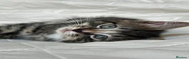 Kitten 4