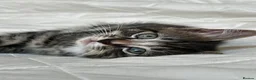 Mixed Breed cats for sale: Kittens - Advert 10
