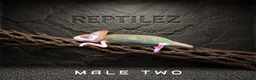 Chameleon reptiles for sale: CHAMELEONS - Advert 3