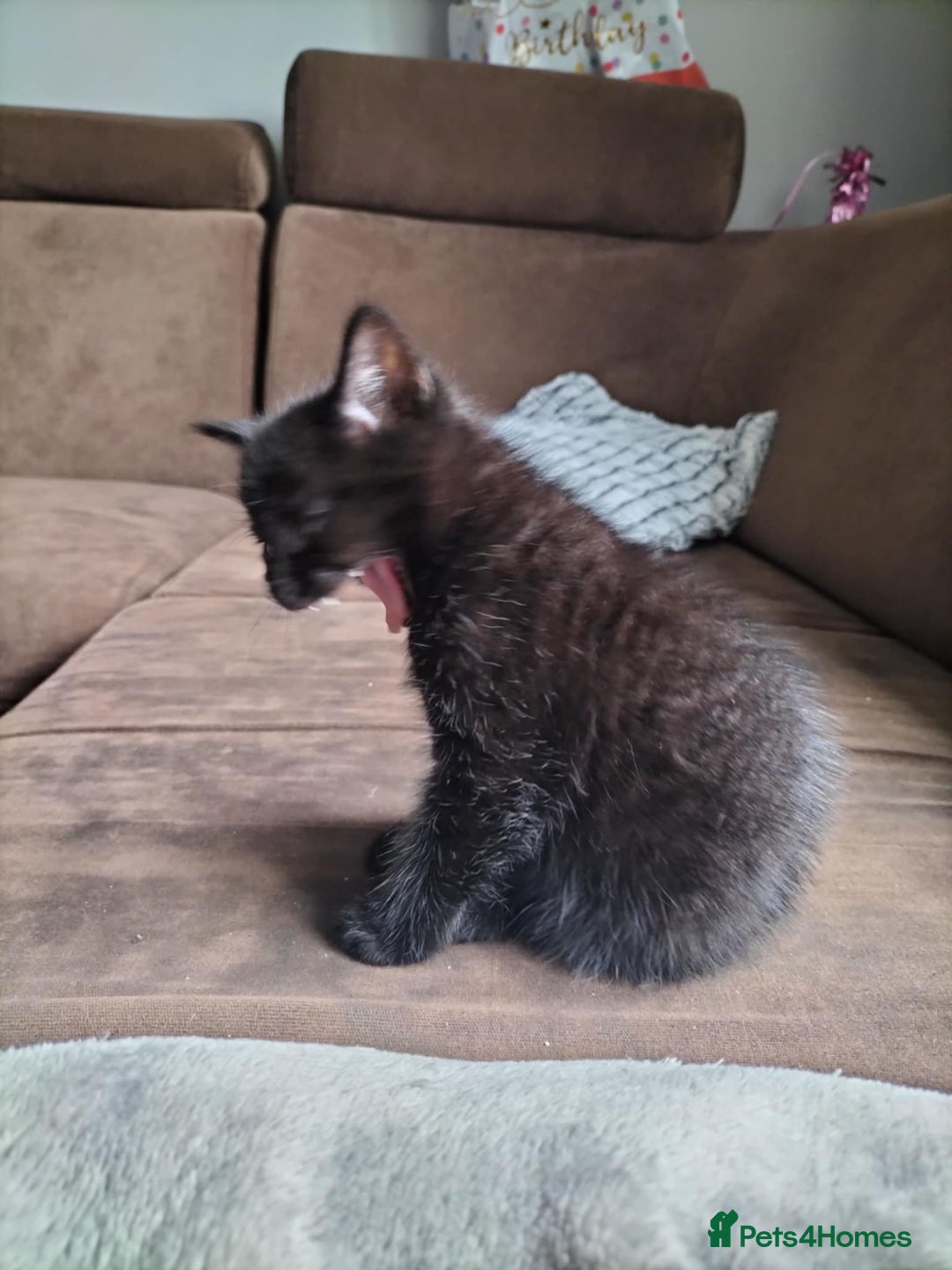 Domestic Shorthair cats for sale: Two beautiful black kittens  - Image 5