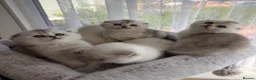 Scottish Fold cats for sale: Adorable Scottish Fold Kitten - Advert 2