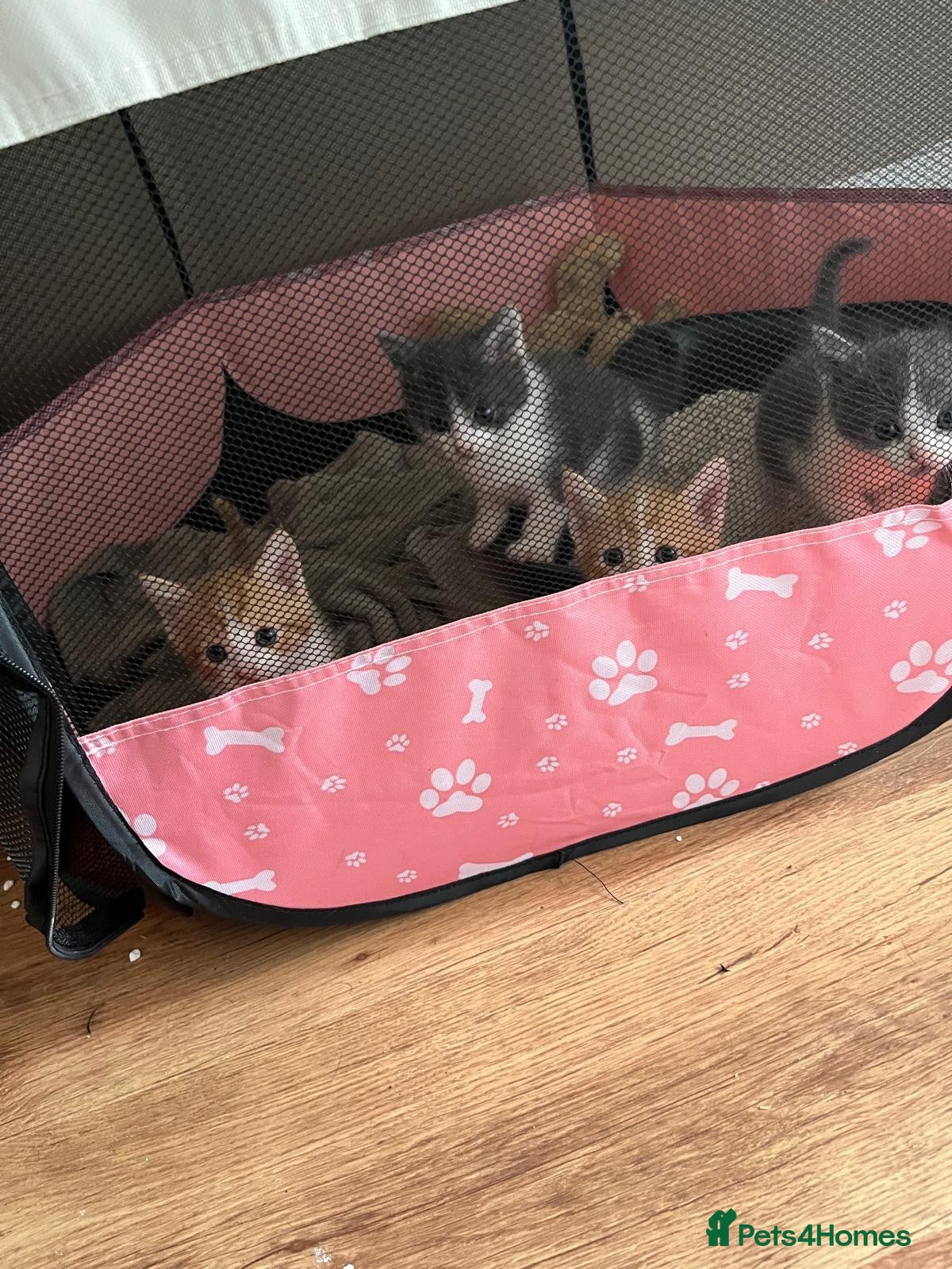 Mixed Breed cats 4 kittens ready by the 31st august - Advert 1
