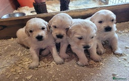 Golden Retriever dogs for sale: Golden retriever puppies  - Image 12